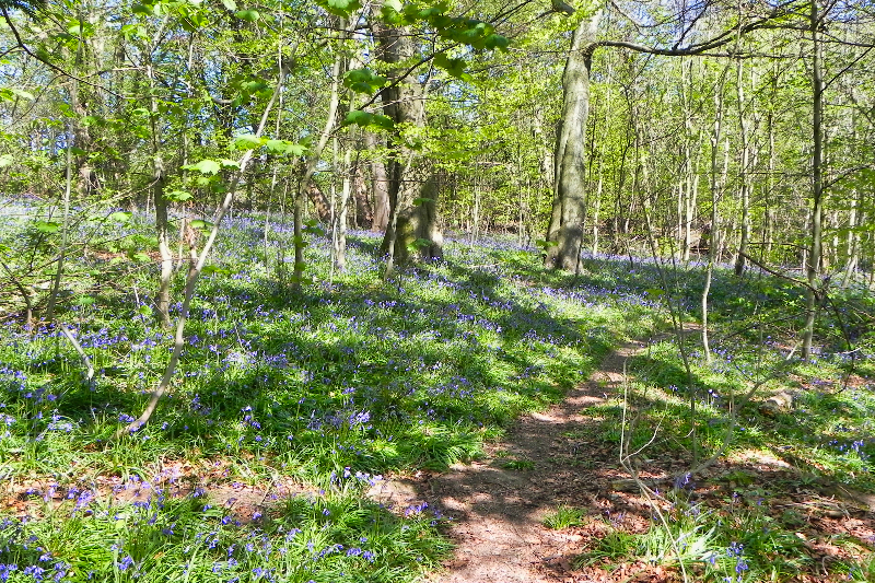 Bluebells