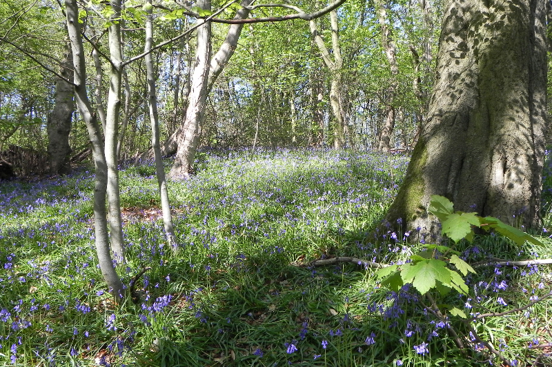 Bluebells
