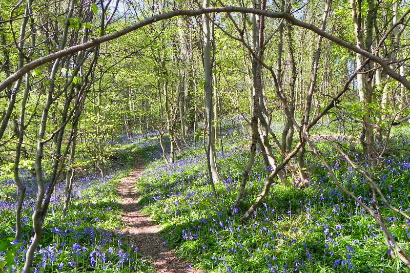 Hall Wood