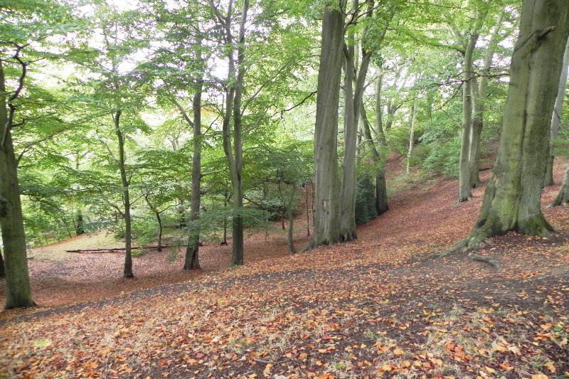 Hall Wood