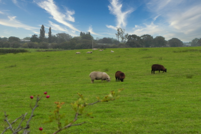 Sheep Grazing
